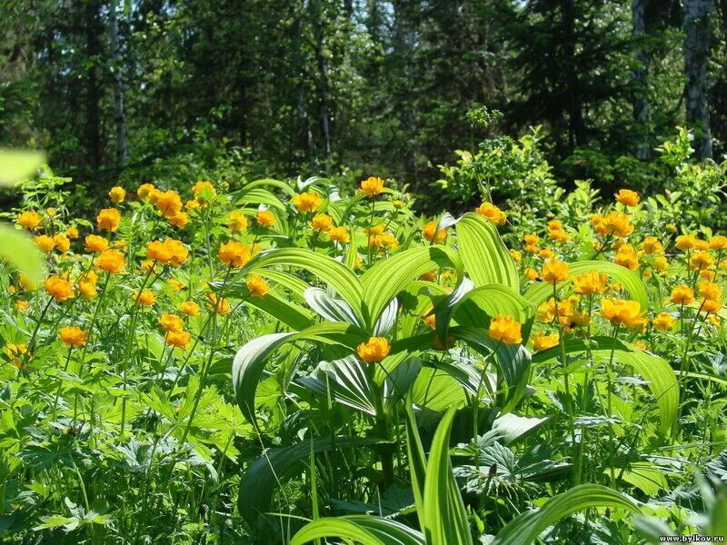 Иберис вечнозелёный (iberis sempervirens) - описание сорта, фото, саженцы, посад