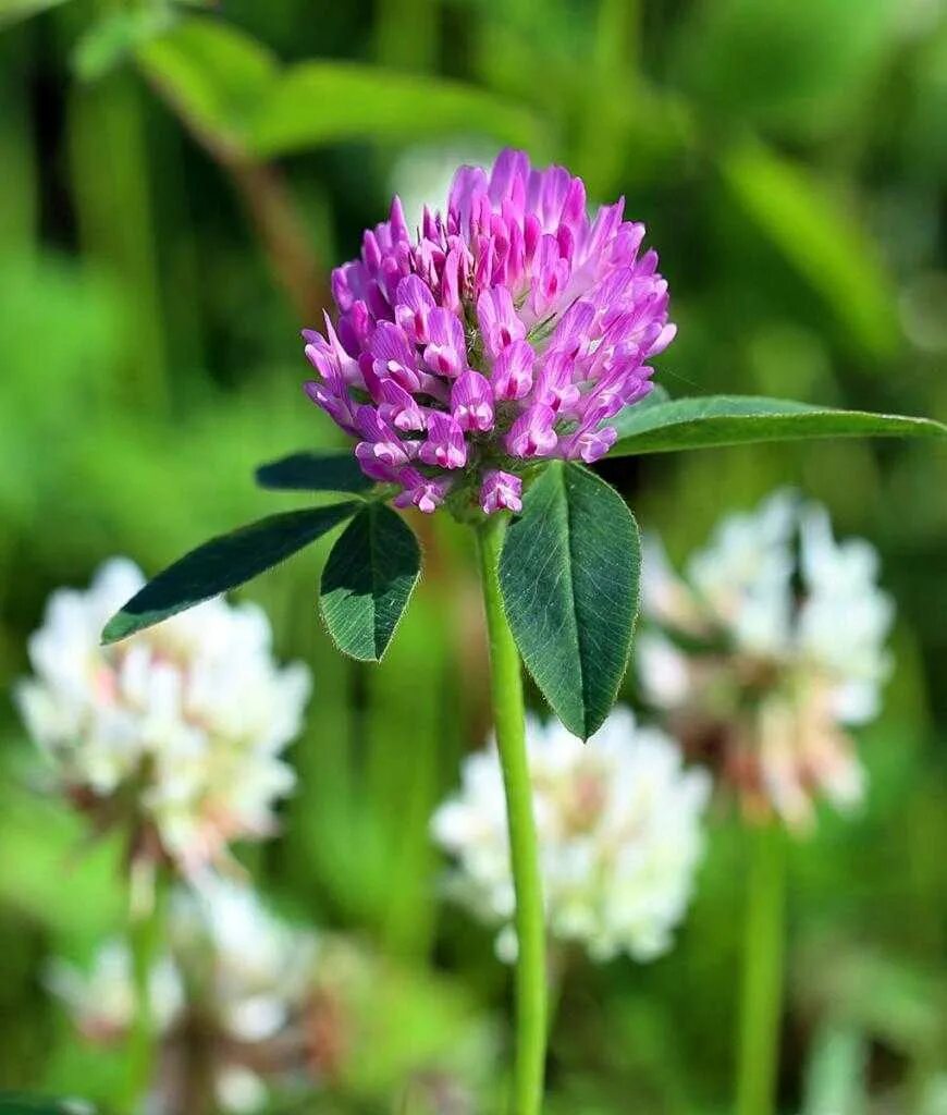 Клевер луговой небольшое растение обычно его. Красный Клевер Trifolium pratense. Клевер Луговой (Trifolium pratense). Полевая кашка растение. Кашка Луговая.