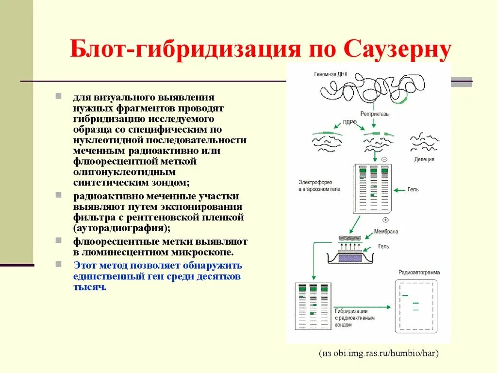 Схема Блот-гибридизации по Саузерну. Методика Блот-гибридизации по Саузерну. Саузерн блоттинг метод. Саузерн Блот гибридизация.