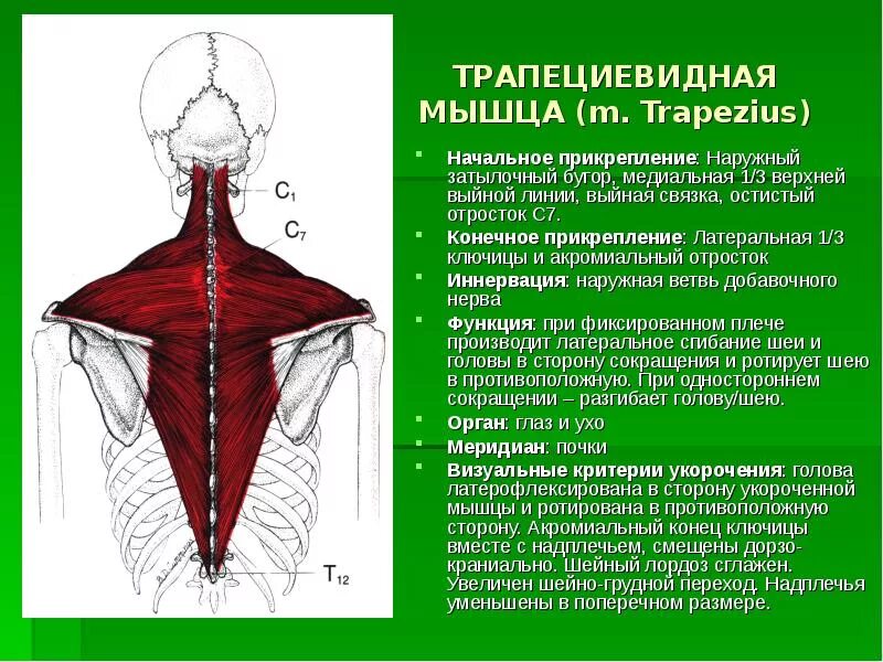 Латеральное движение