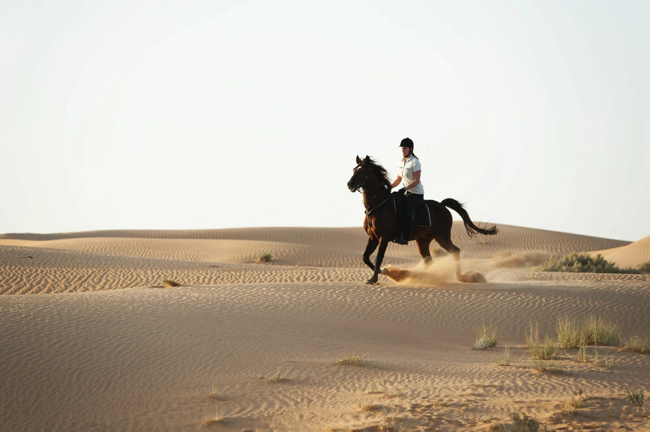 The horse rider. ОАЭ арабские скакуны. Арабская лошадь в пустыне. Араб лошадь. Всадник в пустыне.