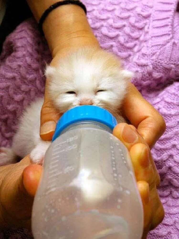 Бутылочка для котят. Бутылочка для кормления котят. Соска для котят. Бутылочка с сосочкой для котят. Вскармливание котенка