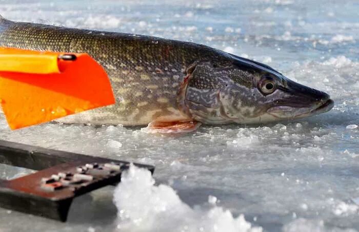 Русфишинг вести иваньковское водохранилище. Русфишинг вести иваньковское водохранилище. Иваньковское водохранилище дубна рыбалка. Иваньковское водохранилище рыбалка. Иваньковское водохранилище рыбалка.