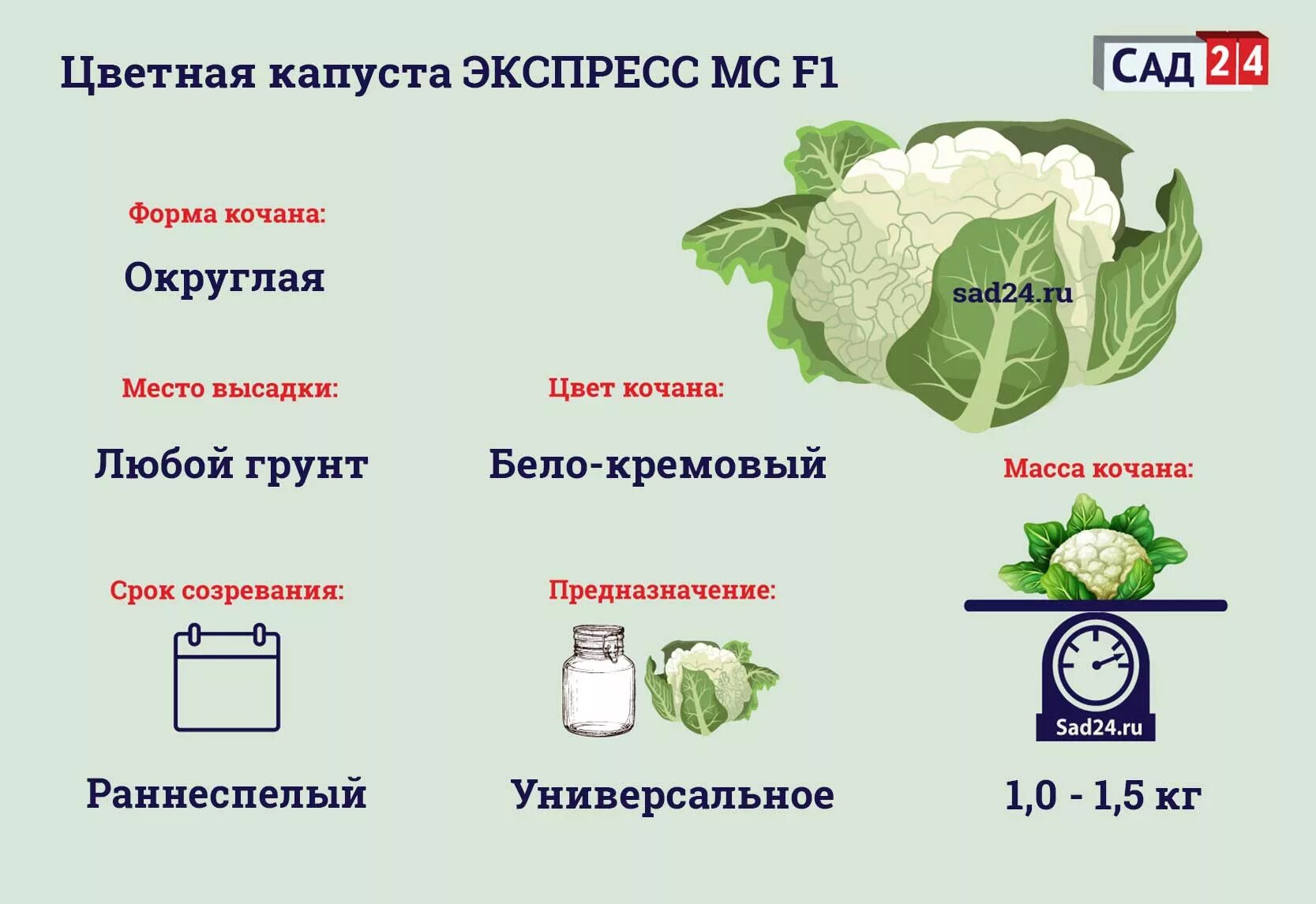 Цветная капуста на рассаду в домашних. Подкармливаем капусту. Схема удобрения капусты. Удобрение капусты в открытом. Подкормка капусты в открытом грунте.