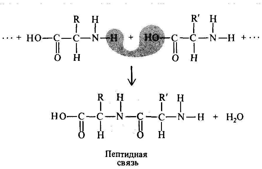 Образование первой пептидной связи. Пептидная связь между аминокислотами образуется. Пептидная связь аминокислот схема. Образование пептидной связи между аминокислотами схема. Схема образования пептидной связи белка.