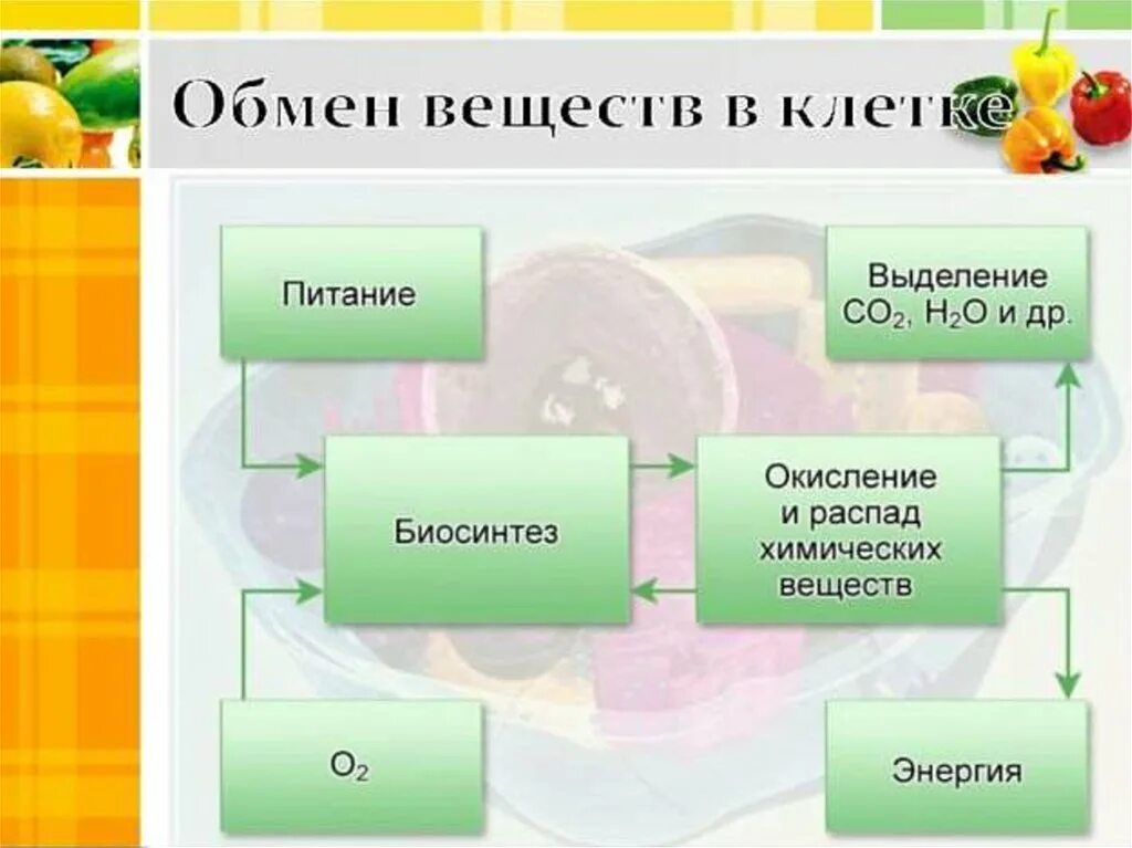 Обмен веществ минеральное питание. Обмен веществ это процесс. Схема обмена веществ. Схема обмена веществ и энергии 5 класс.