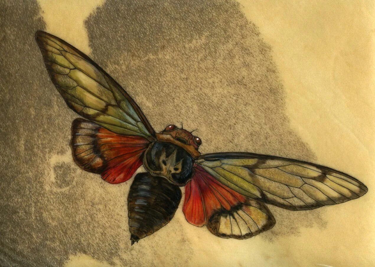 Цикады 3301 символ. Светлячок и цикада. Певчая цикада хуэхис инкорната. Цикада 3001. Цикада тату эскиз.