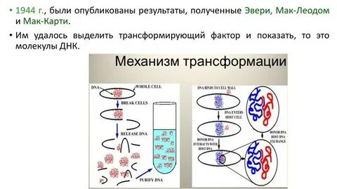 Объясните роль днк