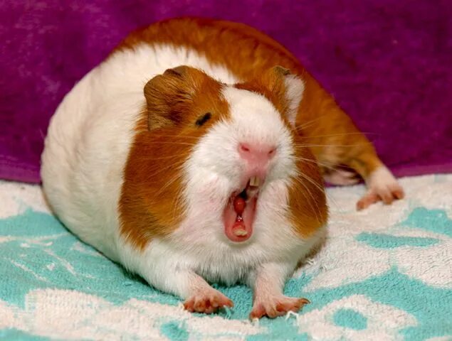 Игрушка свиньи со звуком. Морская свинка на руках. Визг морской свинки. Звук свиньи. Морская свинка пищит.