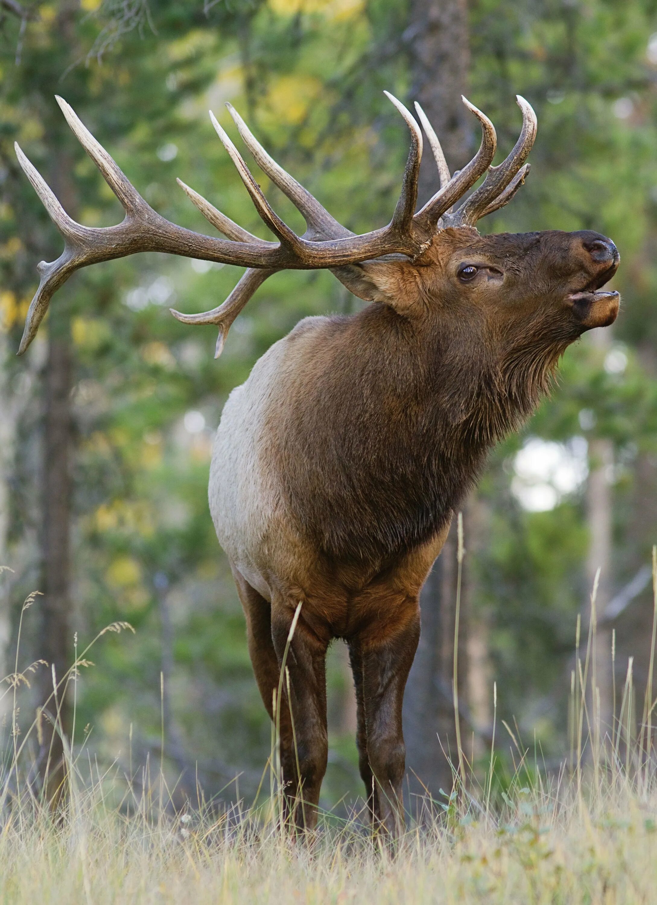 Породы лосей. Европейский Лось alces alces. Олень вапити. Сохатый Лось. Олень вапити и Лось.