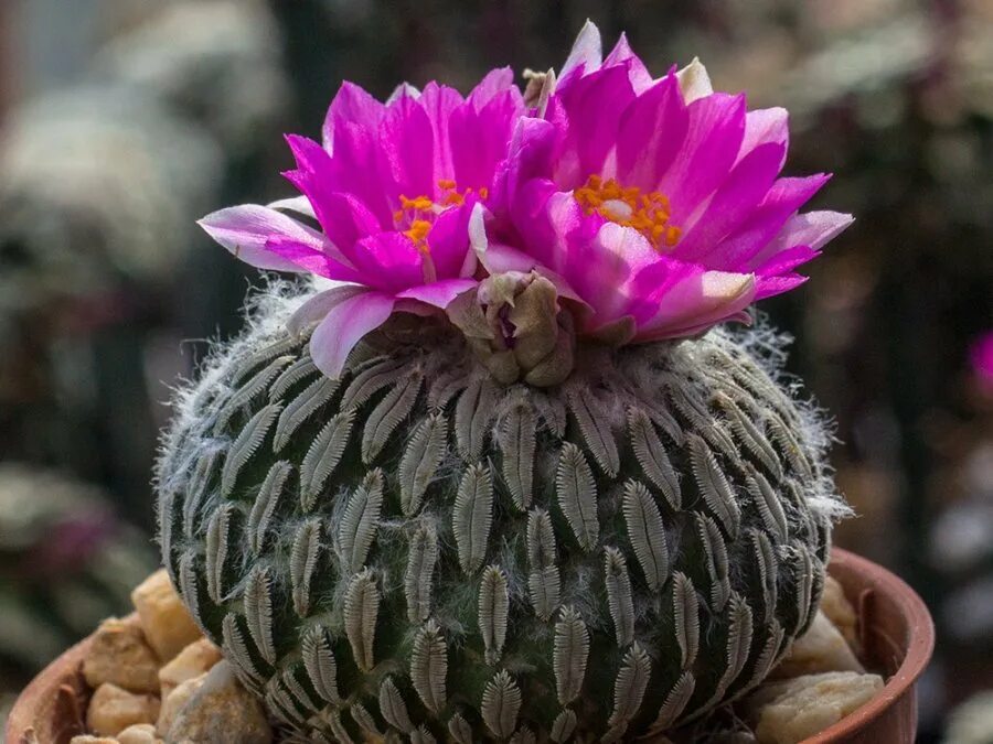 Astrophytum coahuilense. Pelecyphora aselliformis. Широколистный Цветущий Кактус. Кактус Горгона. Фото кактуса преподаватель