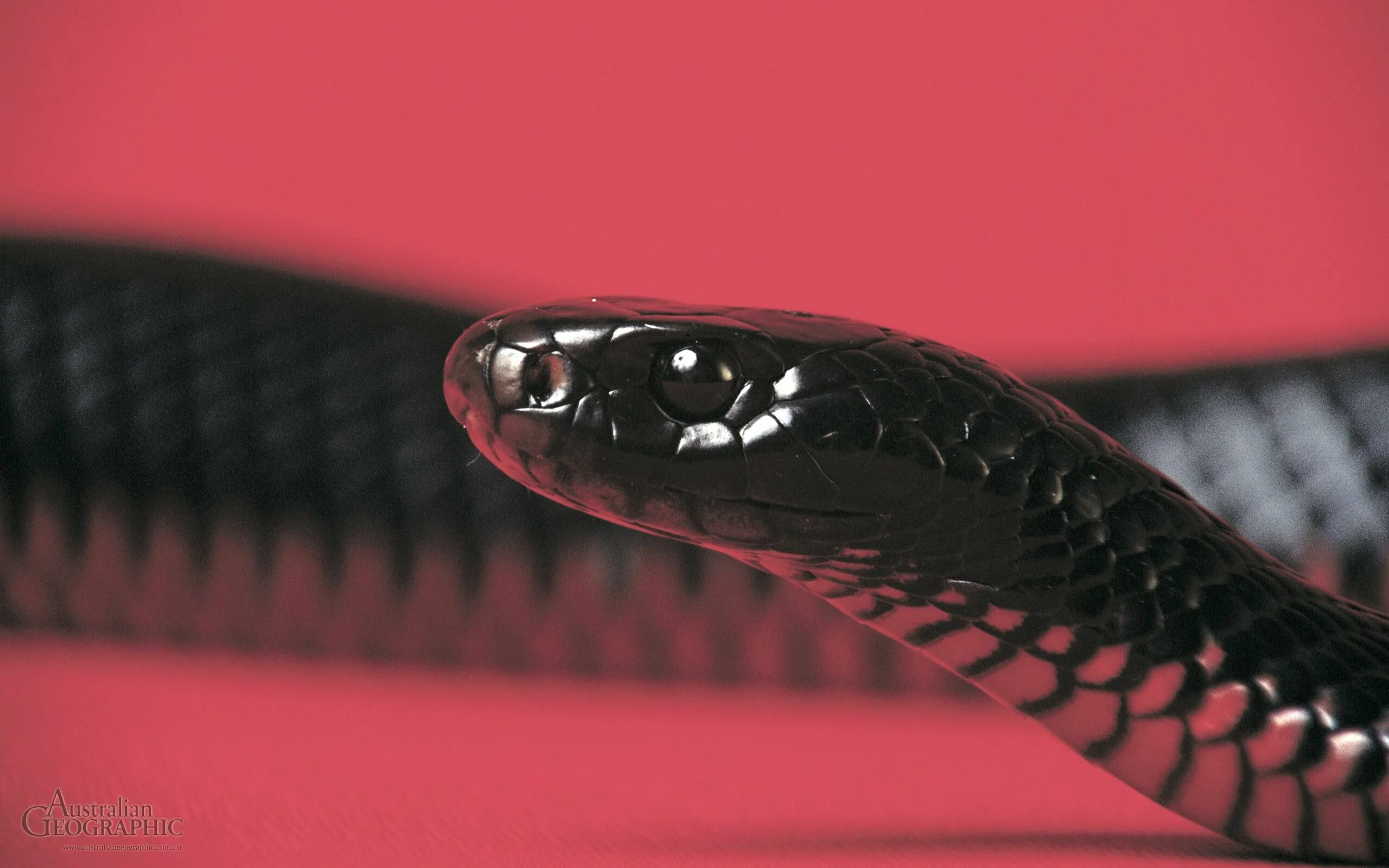 Snake x. Блейк Снейк чёрная змея. Чёрная мамба змея. Змея Red belly. Белая чёрная мамба.