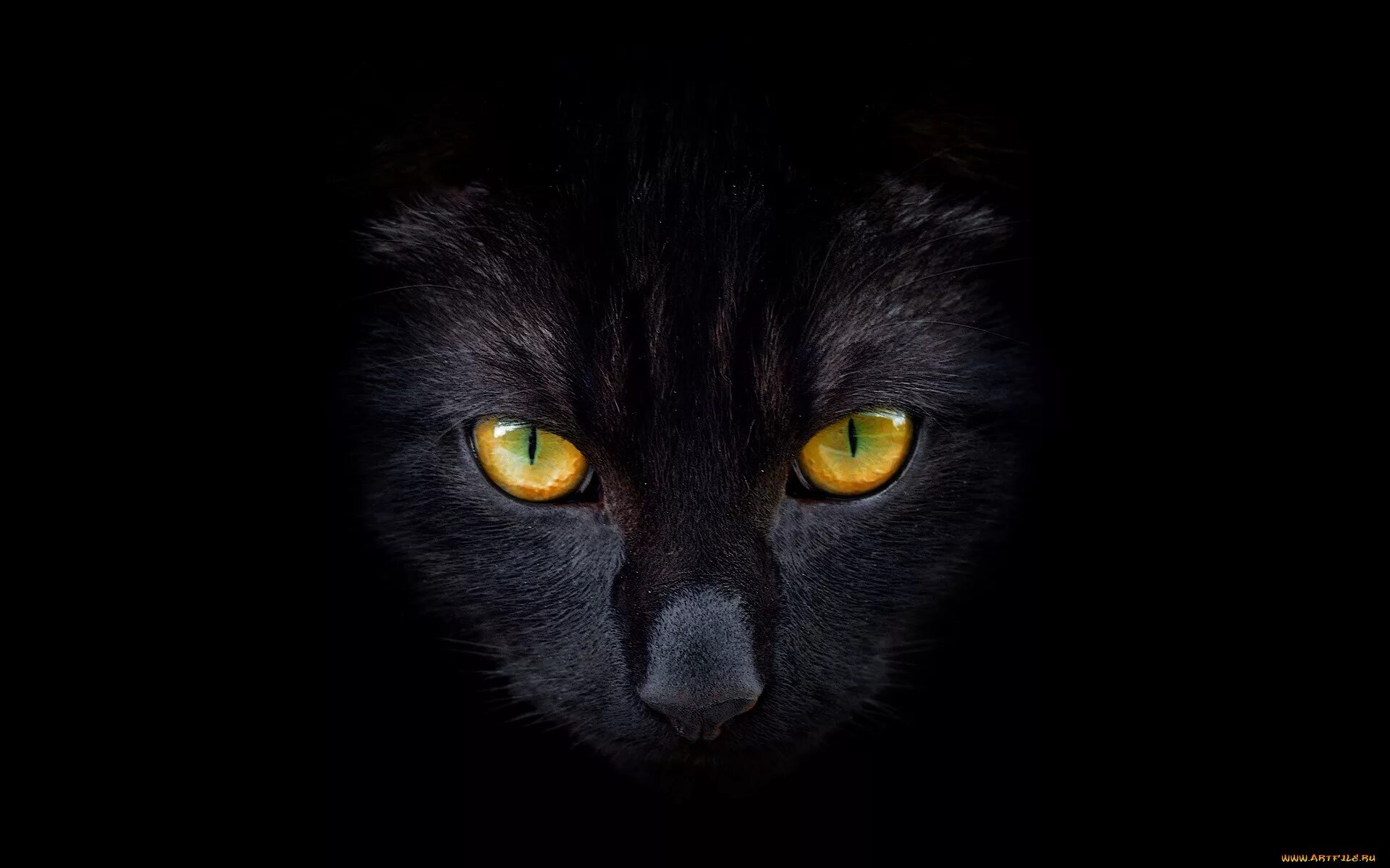 Лицо черного кота