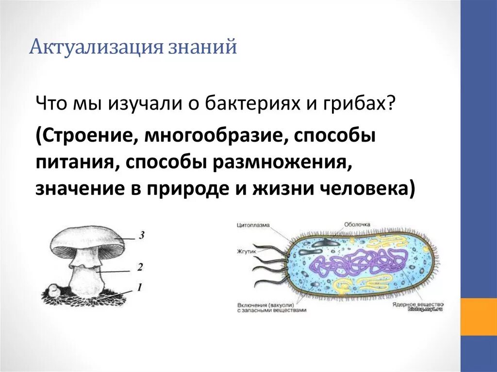 Грибы растения бактерии что лишнее и почему. Строение грибов микробов. Строение грибов и бактерий. Ядерное вещество у грибов. Строение грибов микроорганизмов.