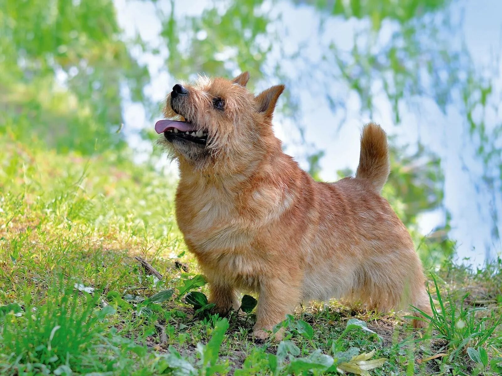 Норвич щенок. Норвич терьер. Щенок норвич терьера 1. Собака норвич терьер. Австралийский терьер норвич.