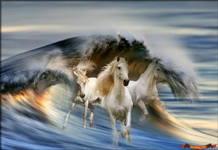 Лошади времен года. Лошадь бежит по воде. Кони мчатся. Лошадь в небе. Небесный конь.