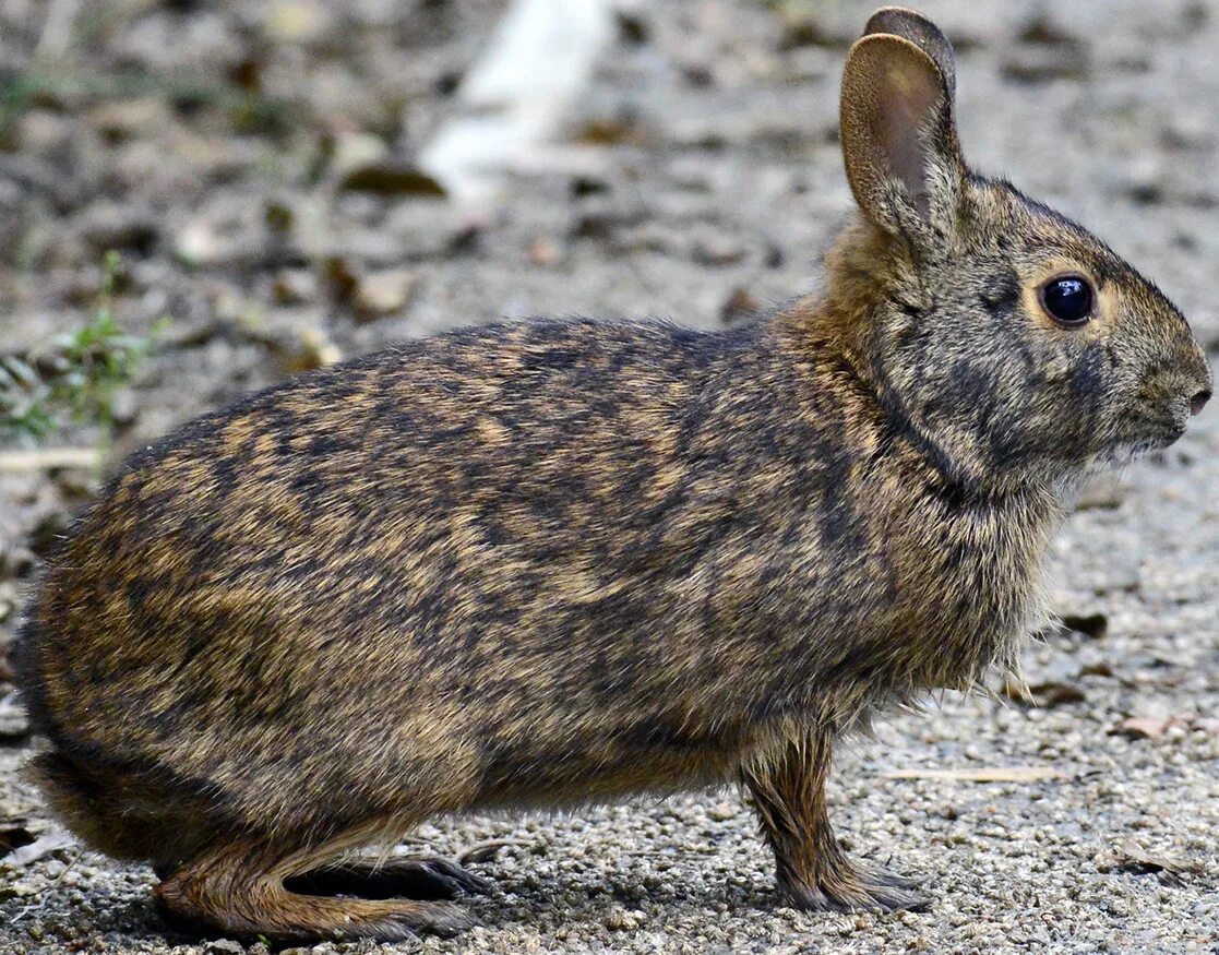 Болотный заяц. Sylvilagus varynaensis. Водяной кролик Sylvilagus. Болотный кролик Флорида. Venezuelan Lowland Rabbit (Sylvilagus varynaensis),.