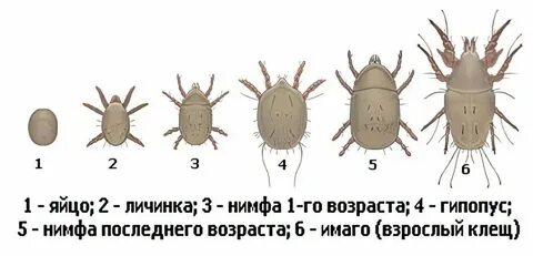 Яйцо имаго