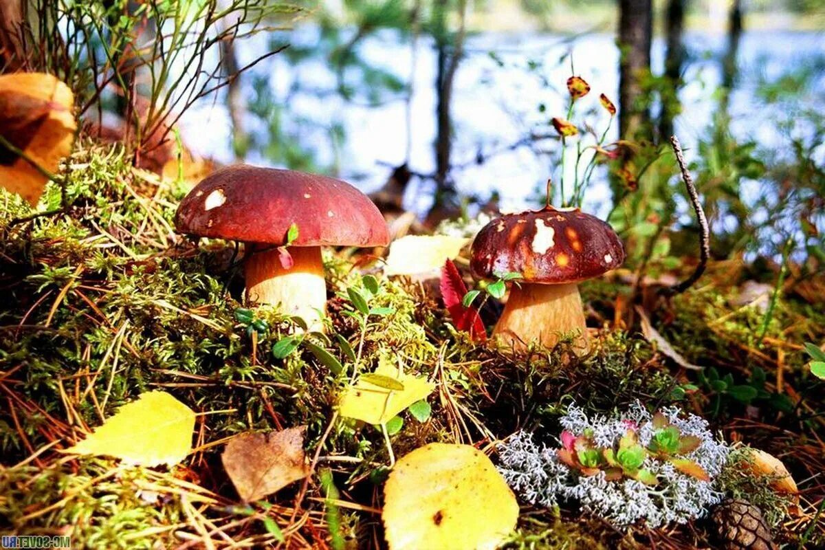 Грибная поляна фото. Осень грибы. Грибы в осеннем лесу. Осенний грибной лес. Лес грибы ягоды.