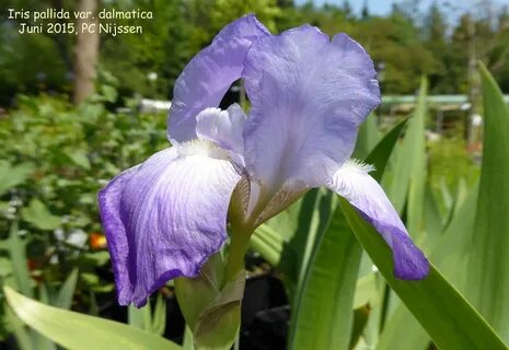 Palida @ammy_palida nackte bilder