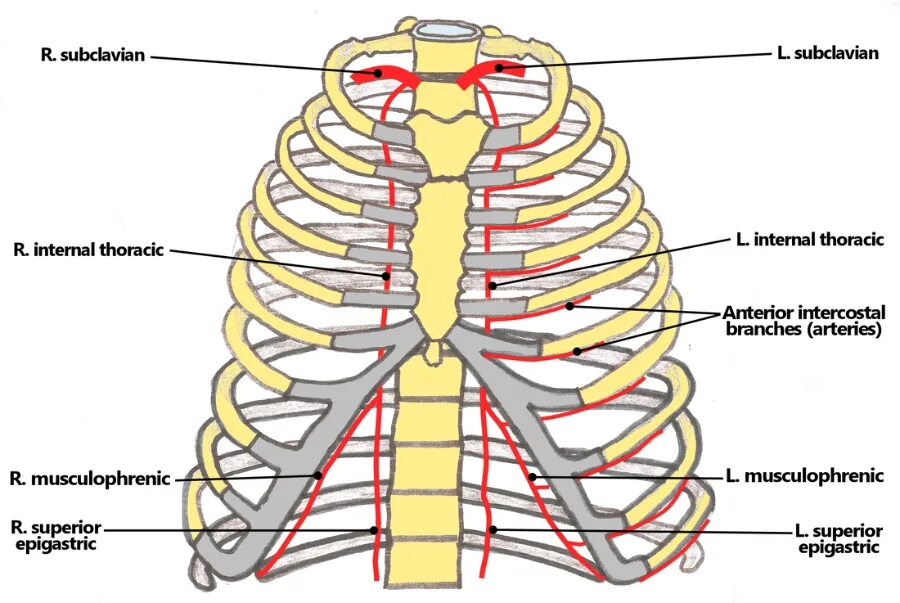 Internal bigs. Внутренняя грудная артерия анатомия. Internal Thoracic artery. Наружная грудная артерия. Внутренней грудной артерии a.thoracica interna.