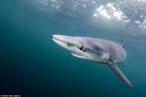 Корабль blue shark