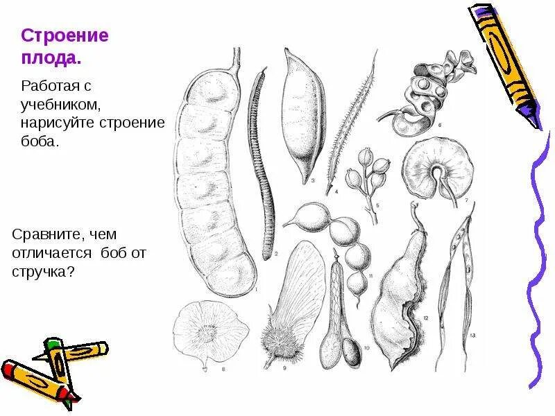 Семейство бобовые тип плода. Плод боб. Строение околоплодника боба. Зародыш боба. Боб гороха стручок.