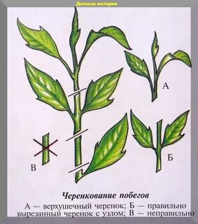 Как черенковать флоксы летом пошаговая инструкция