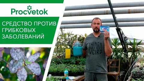Купорос от фитофторы