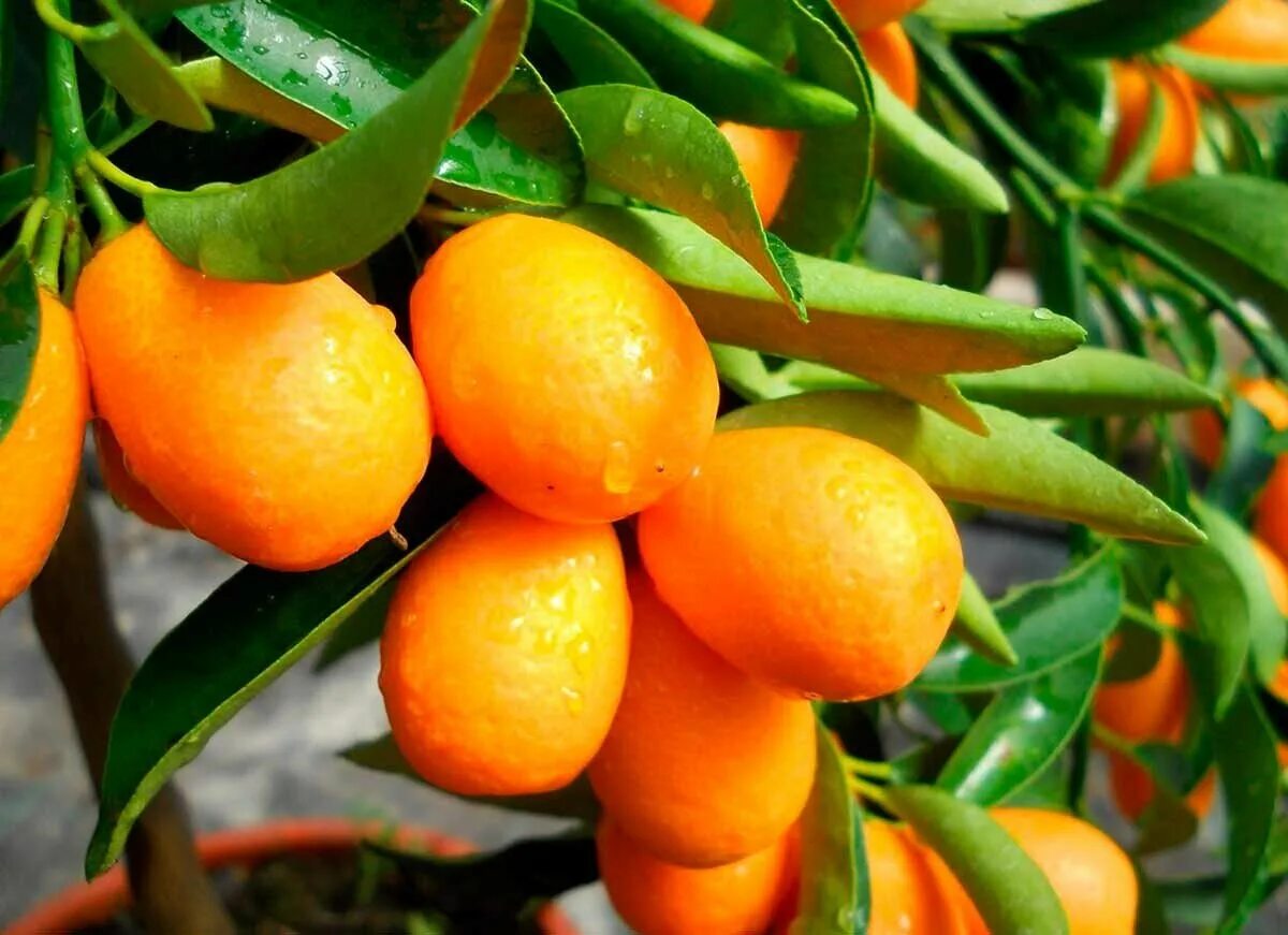 Кумкват растение росток. Кумкват вырастить. Кумкват цветок домашний. Личи и кумкват. Комнатный мандарин кумкват.