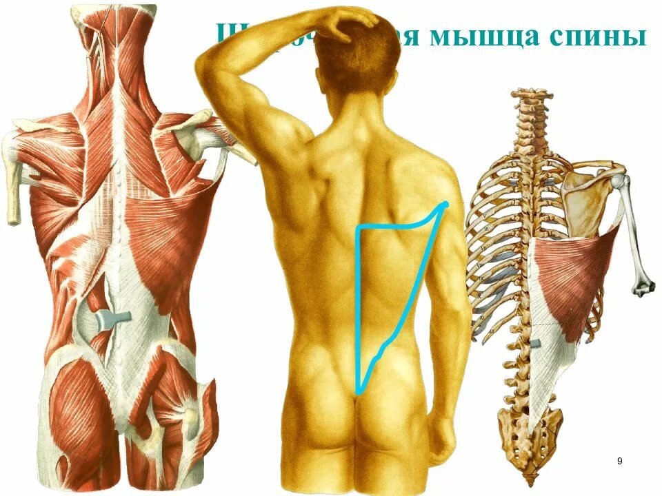 Органы в пояснице. Мышцы позвоночника. Анатомия спины. Мышцы позвоночника анатомия. Спина человека анатомия.