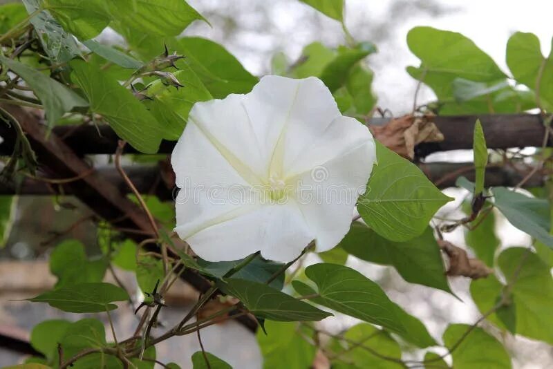 Moonflower перевод. Moonflower фото актрисы. Ипомея луноцвет. Moonflower перевод. Ипомея луноцвет.