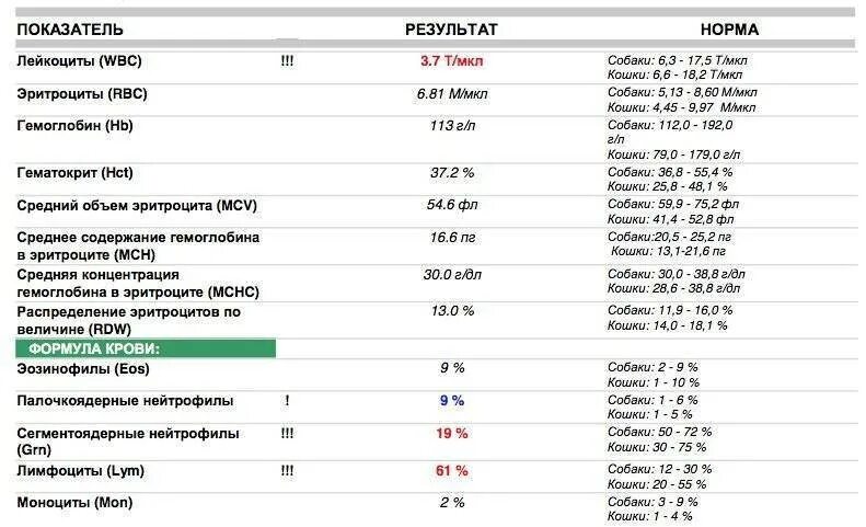 Лейкоциты что это значит у женщин. Анализ крови показатель лейкоцитов норма. Норма лейкоцитов в мкл в крови. Лейкоциты и нейтрофилы понижены. WBC лейкоциты кровь норма.