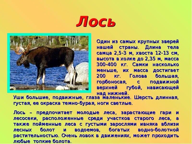Описание 5 животных. Лось описание животного. доклад о животном. сообщение о лосе. лось доклад.