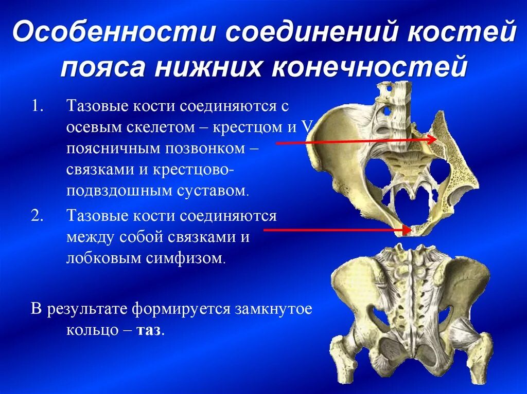 Кости таза строение соединение. Кости лонного сочленения анатомия. Соединение крестцово подвздошного сустава. Соединение крестцово-подвздошный сустав анатомия. Строение и соединение костей тазового пояса.