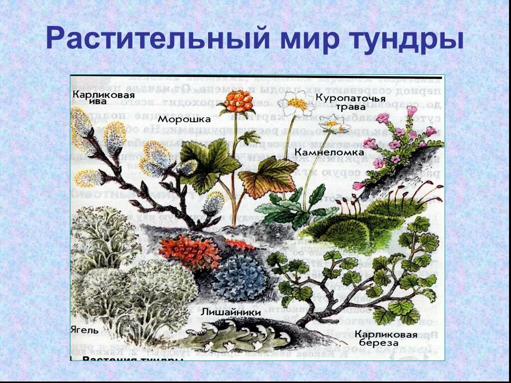 Тундра растительность. Растительный мир тундры в России. Растения тундры для дошкольников. Растения тундры рисунок. Растения севера для дошкольников.