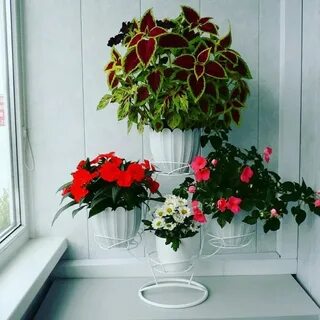 Бегония на подоконнике