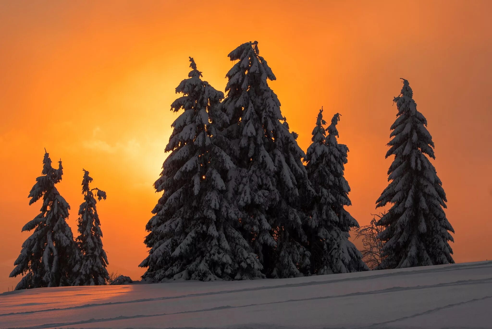 Анастасия сотникова fur coat. Блондинка зима. Анджелина джоли в меховой шапке. Сказка про сосну. Загадка про сосну для детей.