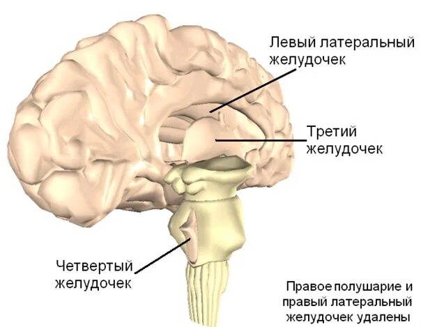 Средний мозг желудочек