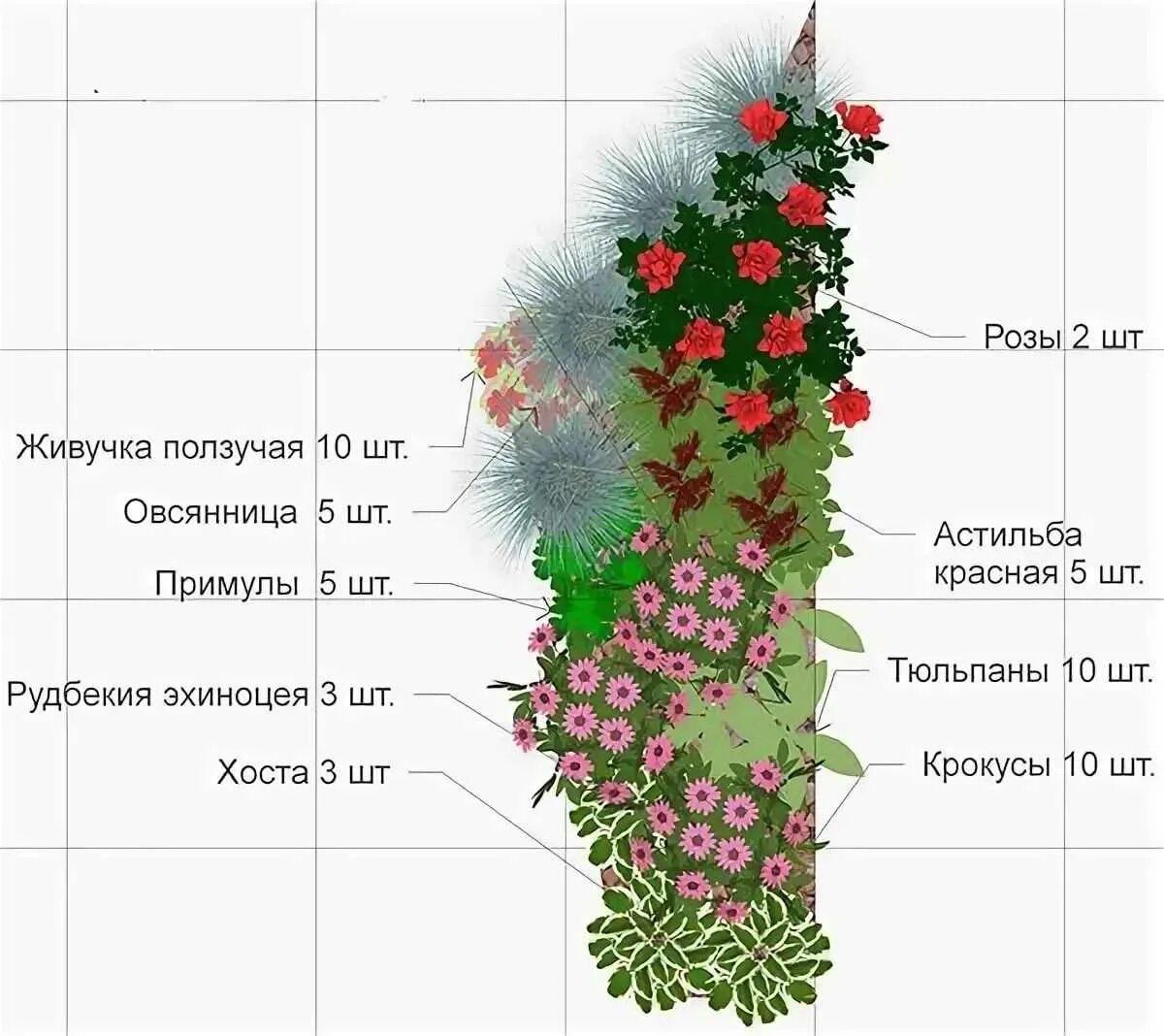 Цветочный миксбордер схема. Схема рабатки непрерывного цветения. Схема посадки клумбы непрерывного цветения. Миксбордер с розами схема посадки. Клумба из многолетников для начинающих непрерывного цветения