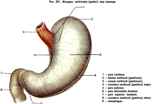 Серозная оболочка желудка. Оболочки стенки желудка анатомия. Наружная серозная оболочка желудка. Строение желудка анатомия латынь. Наружная оболочка латынь