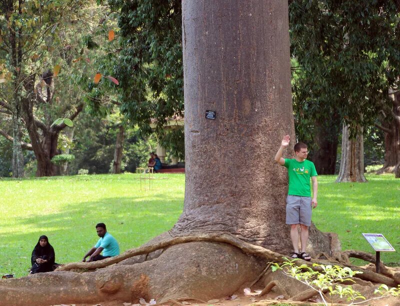 Деревья на шри ланке. Слоновья нога дерево Шри Ланка. Сикомор дерево Шри Ланка.. Пулун дерево Шри Ланка. Самое большое дерево на Шри Ланке.