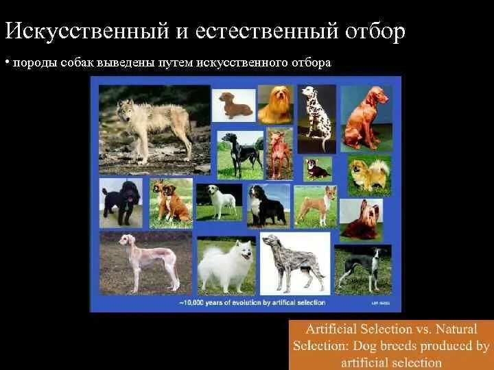 Источник генетического разнообразия искусственного отбора
