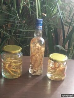 Как настоять корень женьшеня