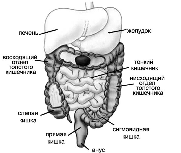 Строение Толстого кишечника анатомия. Схема Толстого кишечника человека. Анатомические структуры Толстого кишечника:. Толстый кишечник схема.