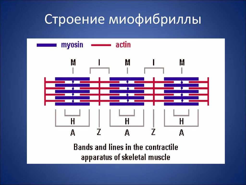 Миофибриллы состоят из. Строение мышцы миофибриллы. Структура строения миофибрилл. Схема строения миофибриллы.