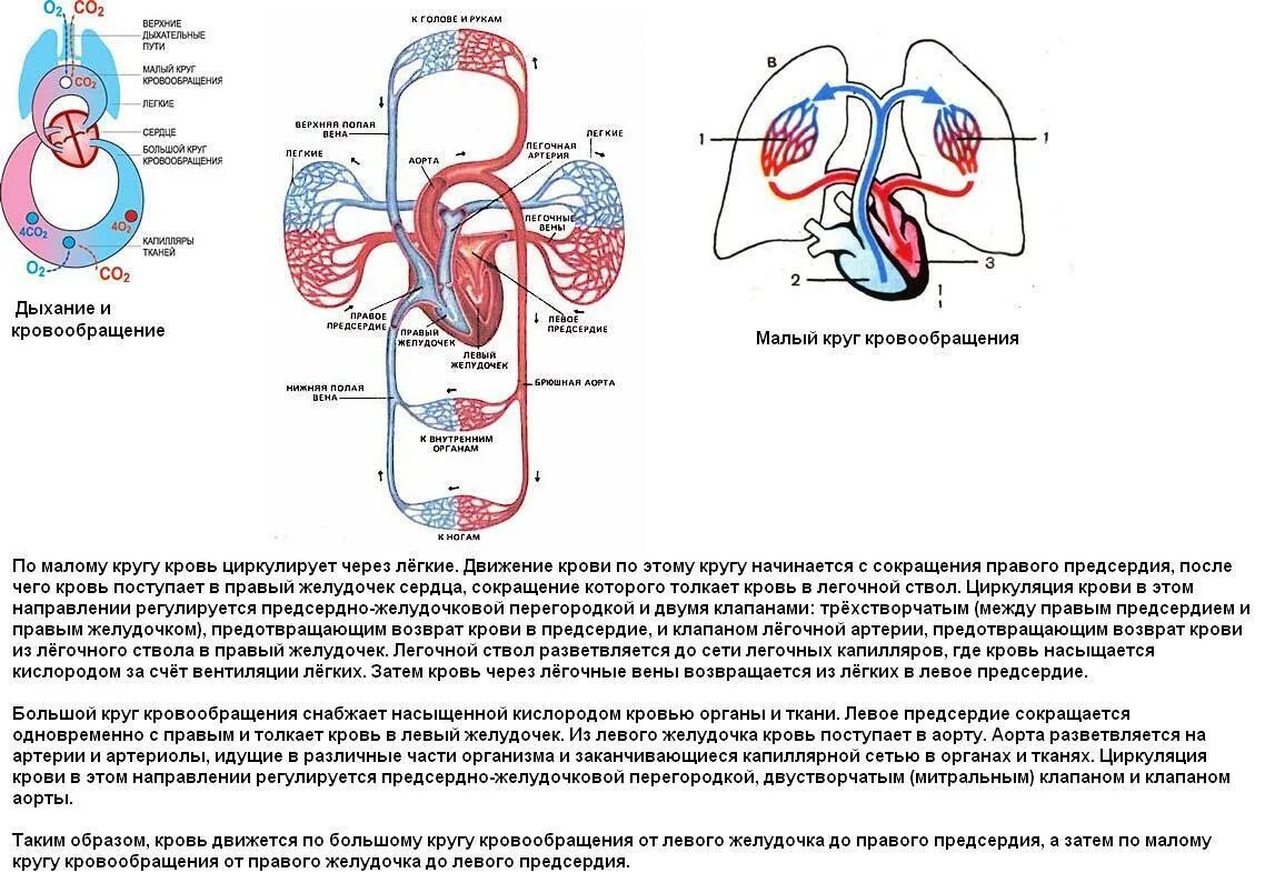 Точка кровообращения. Малый круг кровообращения схема кровотока. Схема последовательность малого круга кровообращения. Большой круг и малый круг кровообращения схема. Путь малого круга кровообращения схема.