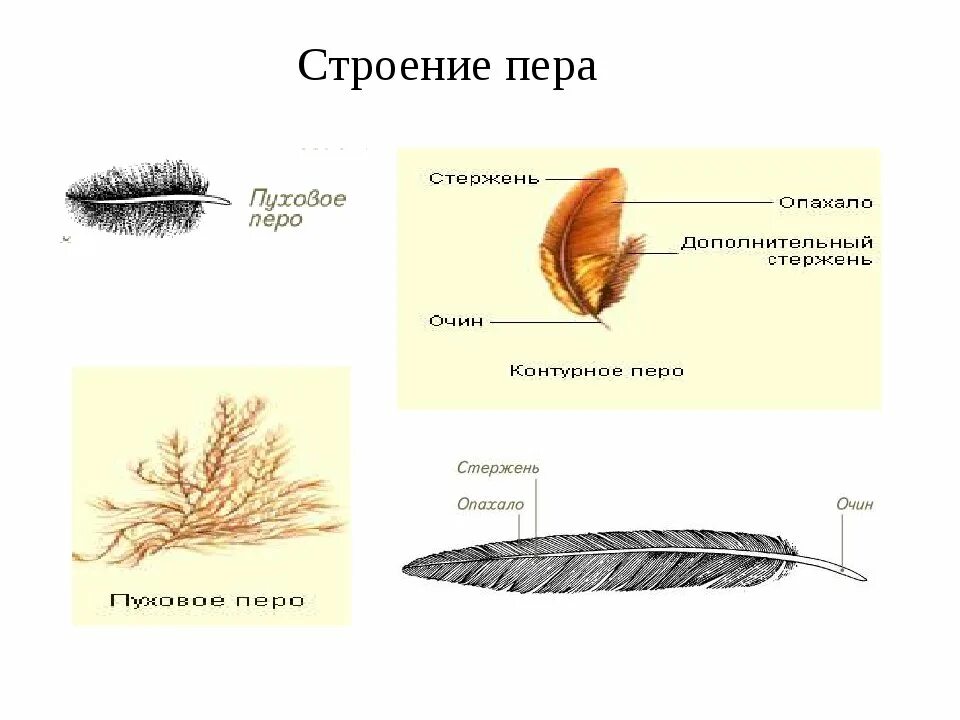 Пуховое перо птицы биология 7. Строение перьев птицы биология 7 класс. Строение пера птицы 7 класс. Строение контурного пера 7 класс биология.