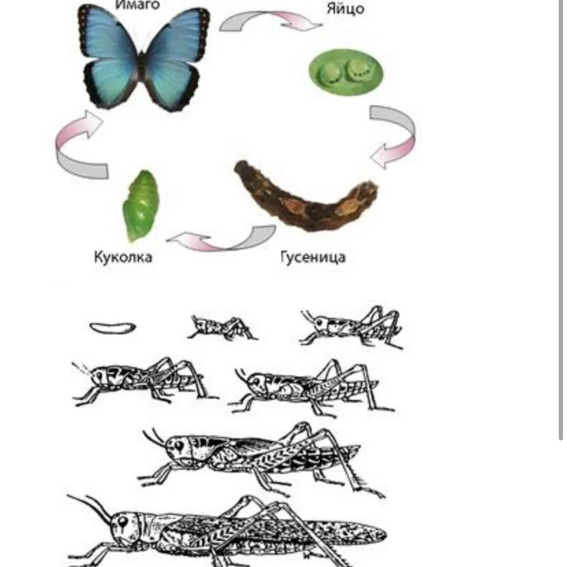 Какой Тип развития у бабочки. Какой Тип развития изображен на рисунке?. Какой Тип развития характерен для бабочки. Какой Тип развития у мотыльков.