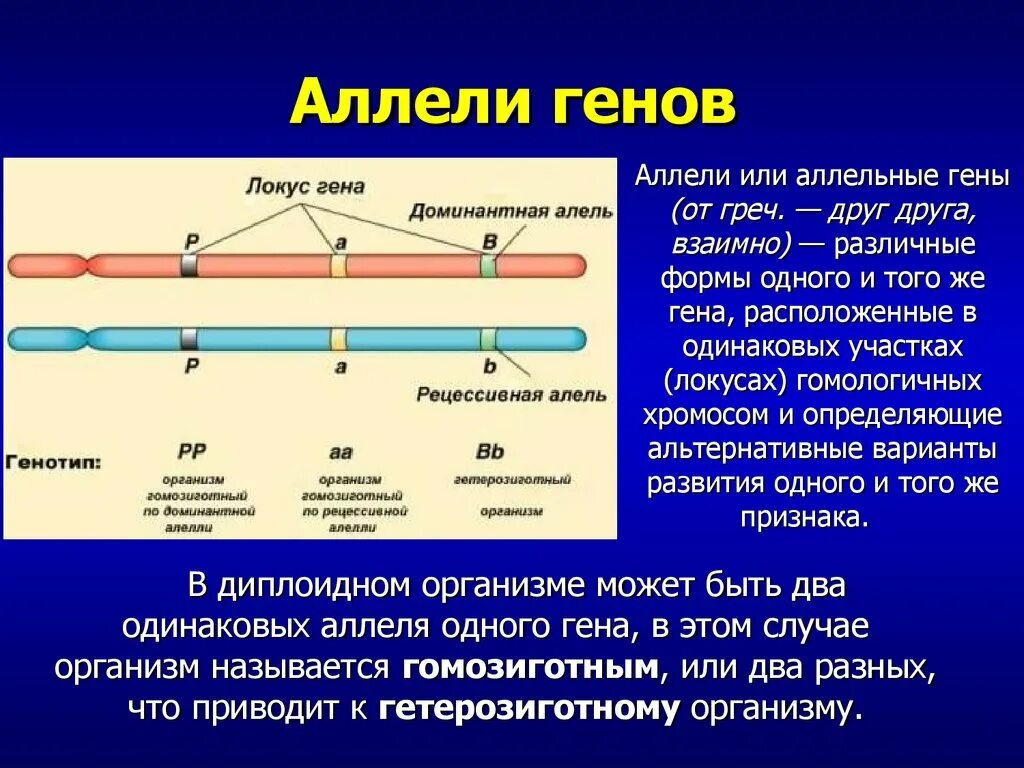 Аллельная пара генов это. Аллель Гена. Allioli. Аллель и аллельные гены. Что такое ген аллельные гены.